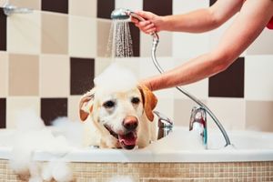 bathing dogs regularly helps with shedding