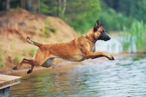 Belgian Malinois breed can be challenging for new pet owners