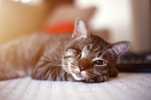 caring for blind cats and other specially abled pets