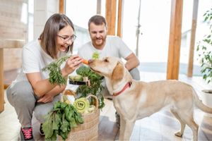 boost fiber in dogs diet