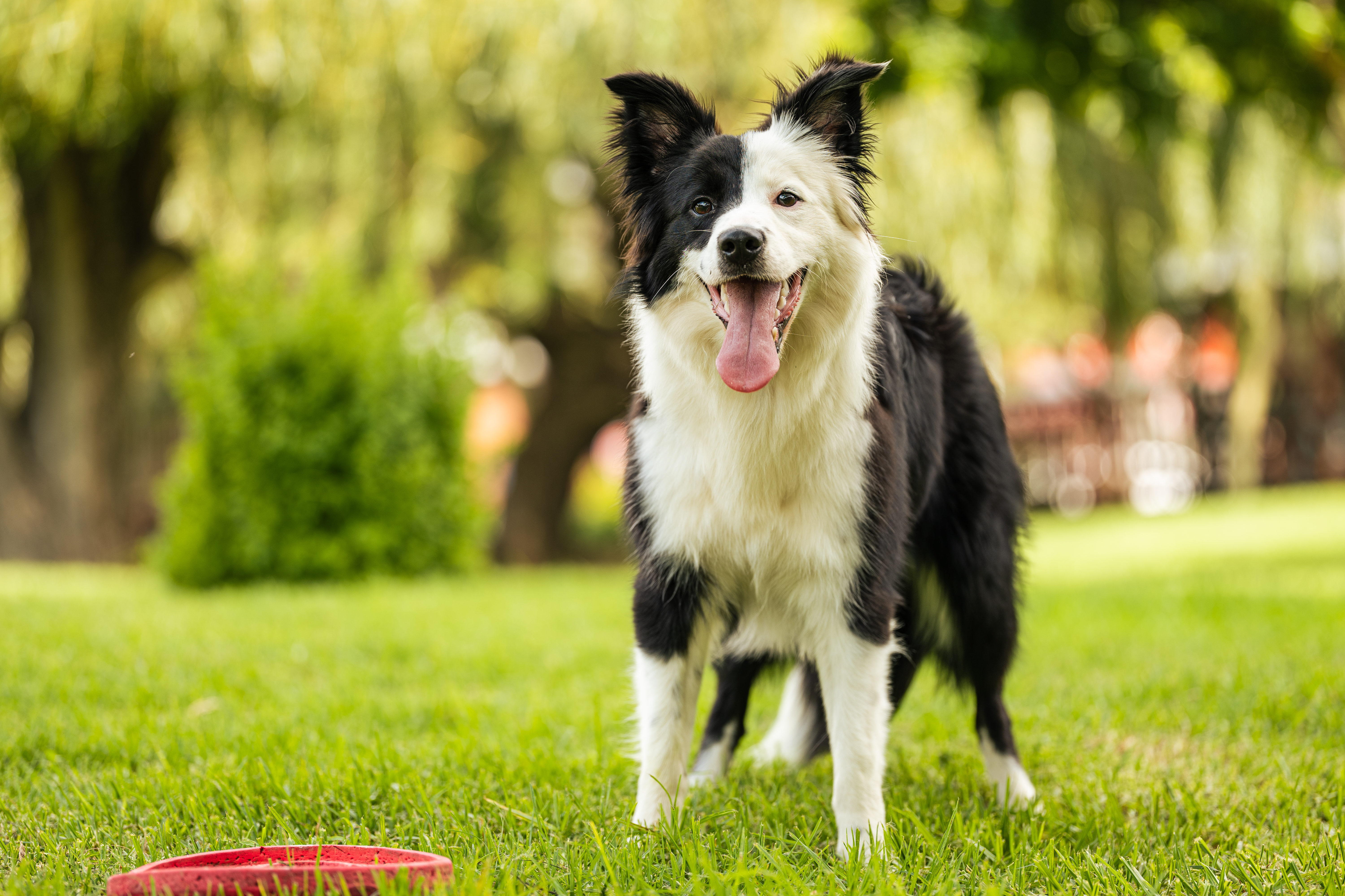 Border Collie breed can be challenging for new pet owners