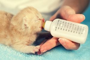 bottle feeding newborn kittens