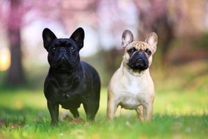 brachycephalic dogs overheat