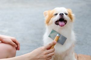 brushing dogs helps with shedding