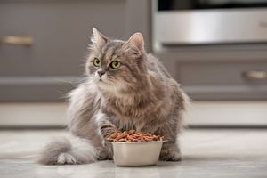 watch for cat appetite changes