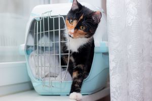 get cat used to carrier