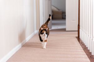 help cat feel safe in the new home
