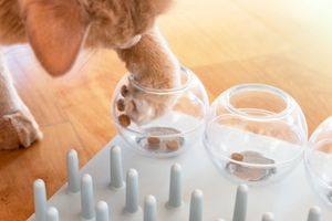 cat interactive puzzles