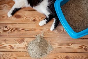 cat litter box changes may indicate pain