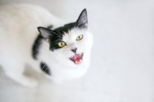cats meowing can mean pain