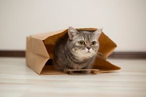 cat's outta the bag