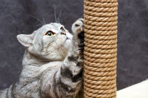 cat scratching post