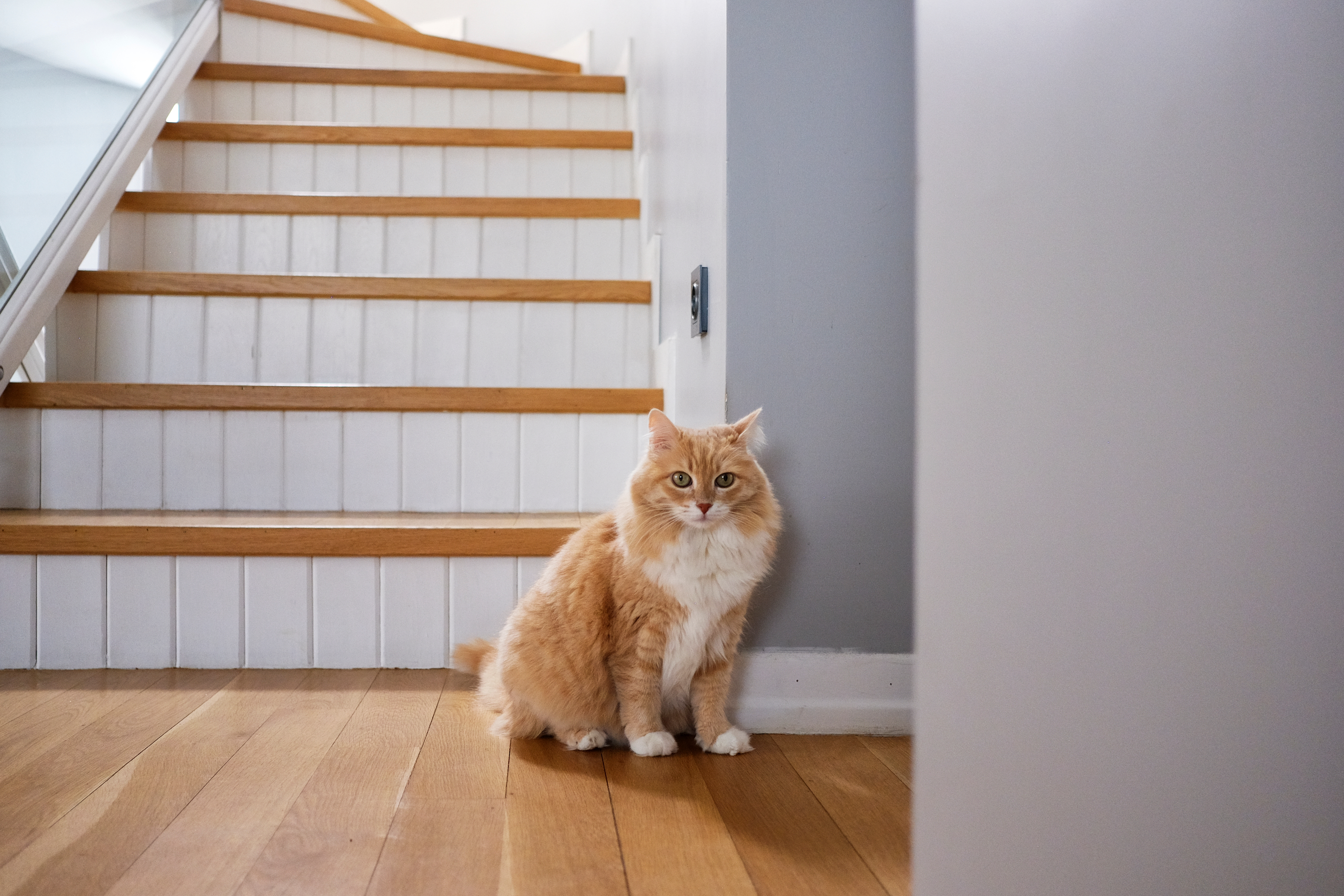 cats in pain may stop using stairs