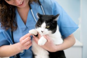 cat seeing vet for urinary issues