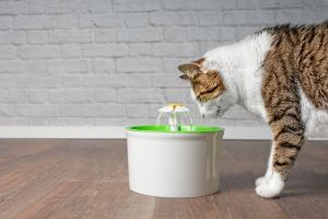 cat water fountain