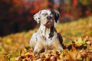 Catahoula Leopard Dog breed can be challenging for new pet owners