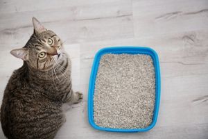 why cats change litter box habits