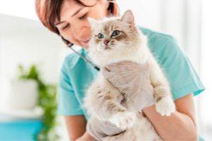 cat getting treated for urinary issues