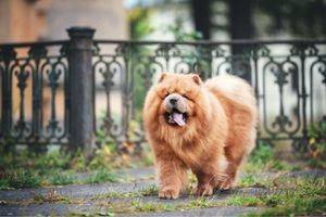 Chow Chow breed can be challenging for new pet owners