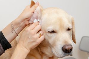 tips for cleaning dogs ears