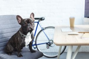 find a cozy spot for the dog in the office