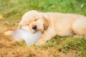 dangers of high temperatures for pets