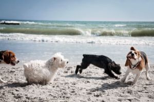 dangers of dogs and sand