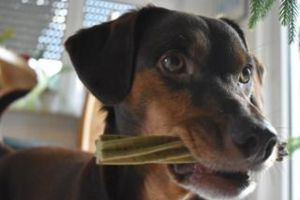 dog dental treats