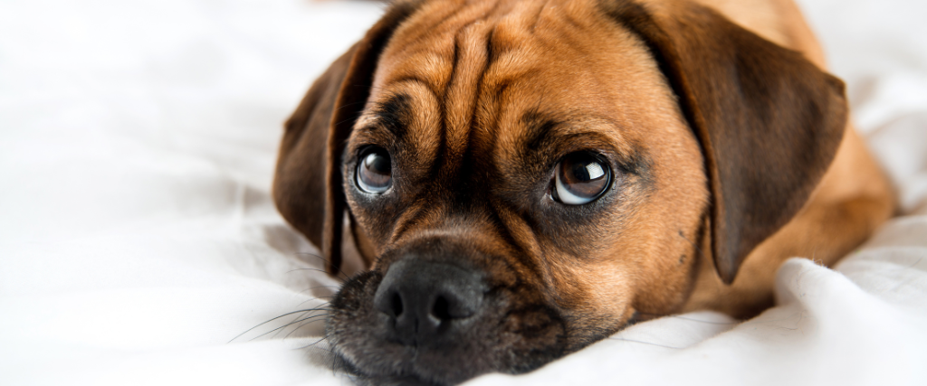 Cute Puggle Sleeping in Owners Bed on White Sheets.