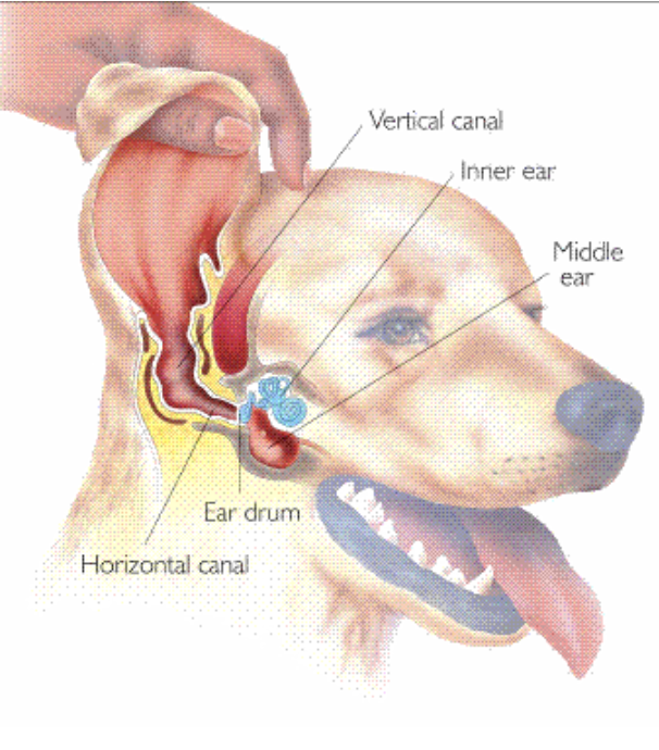 dog ear canal