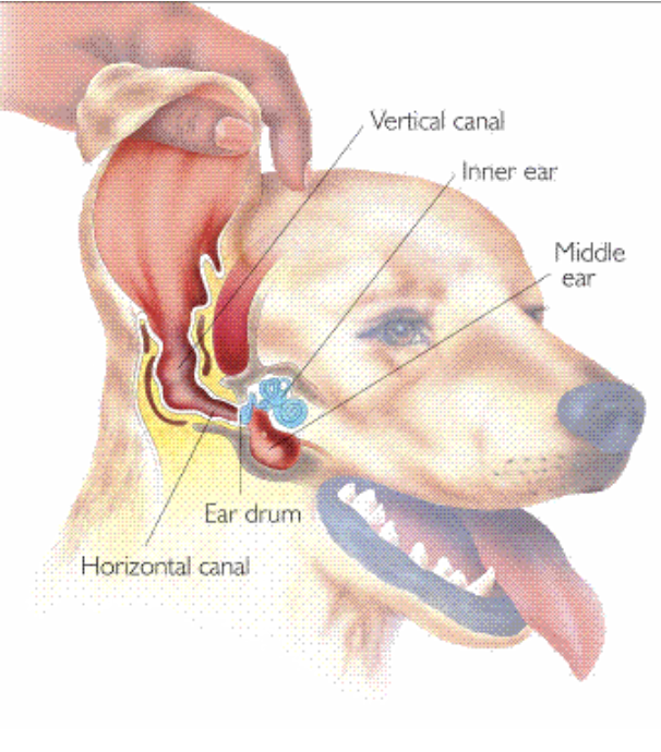 can my dog give me an ear infection