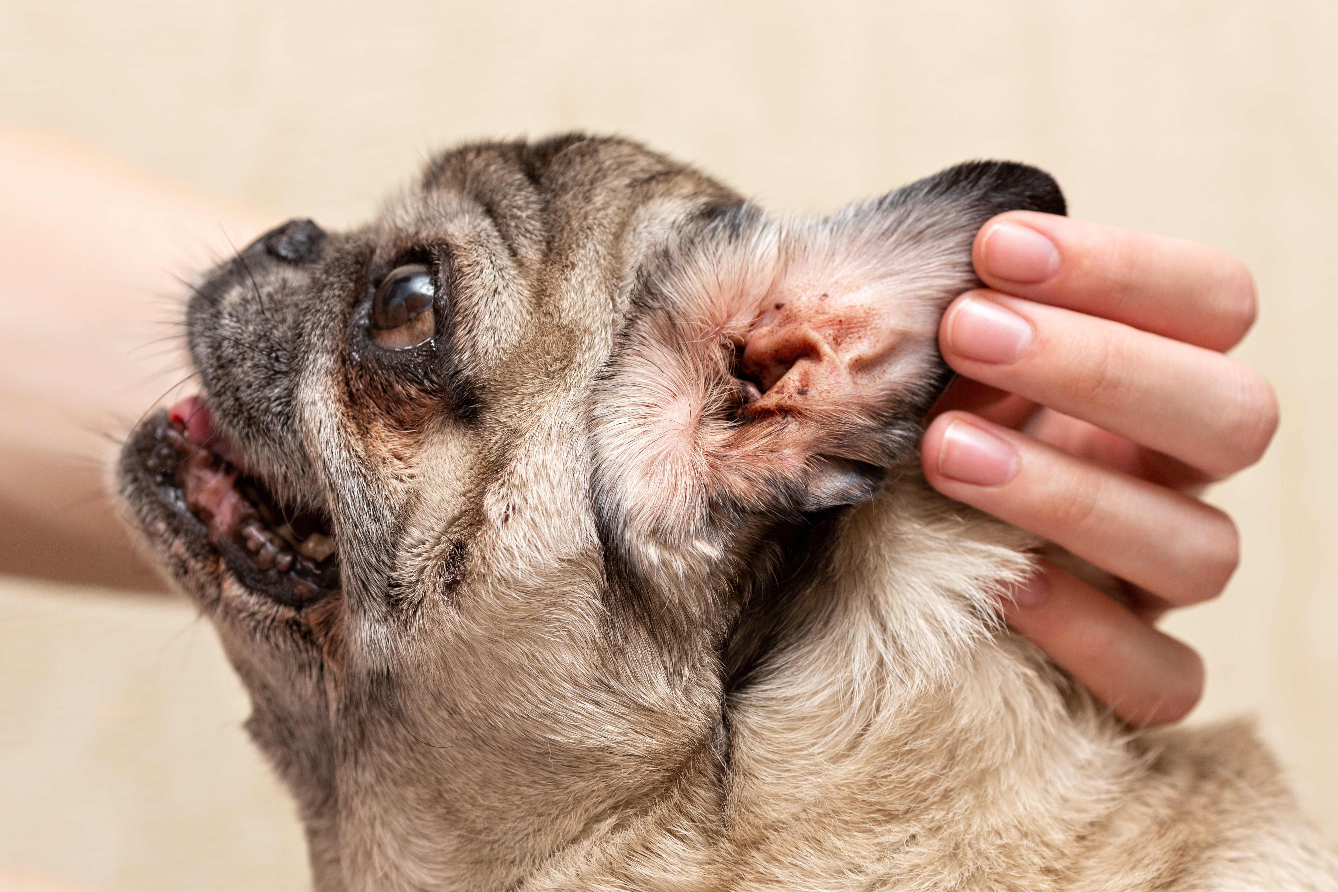 dog ear infections