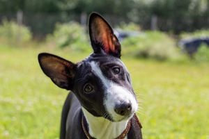 why dogs tilt their heads