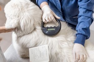 dog microchipping