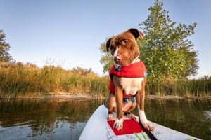 dog paddleboard gear