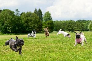 dog park safety