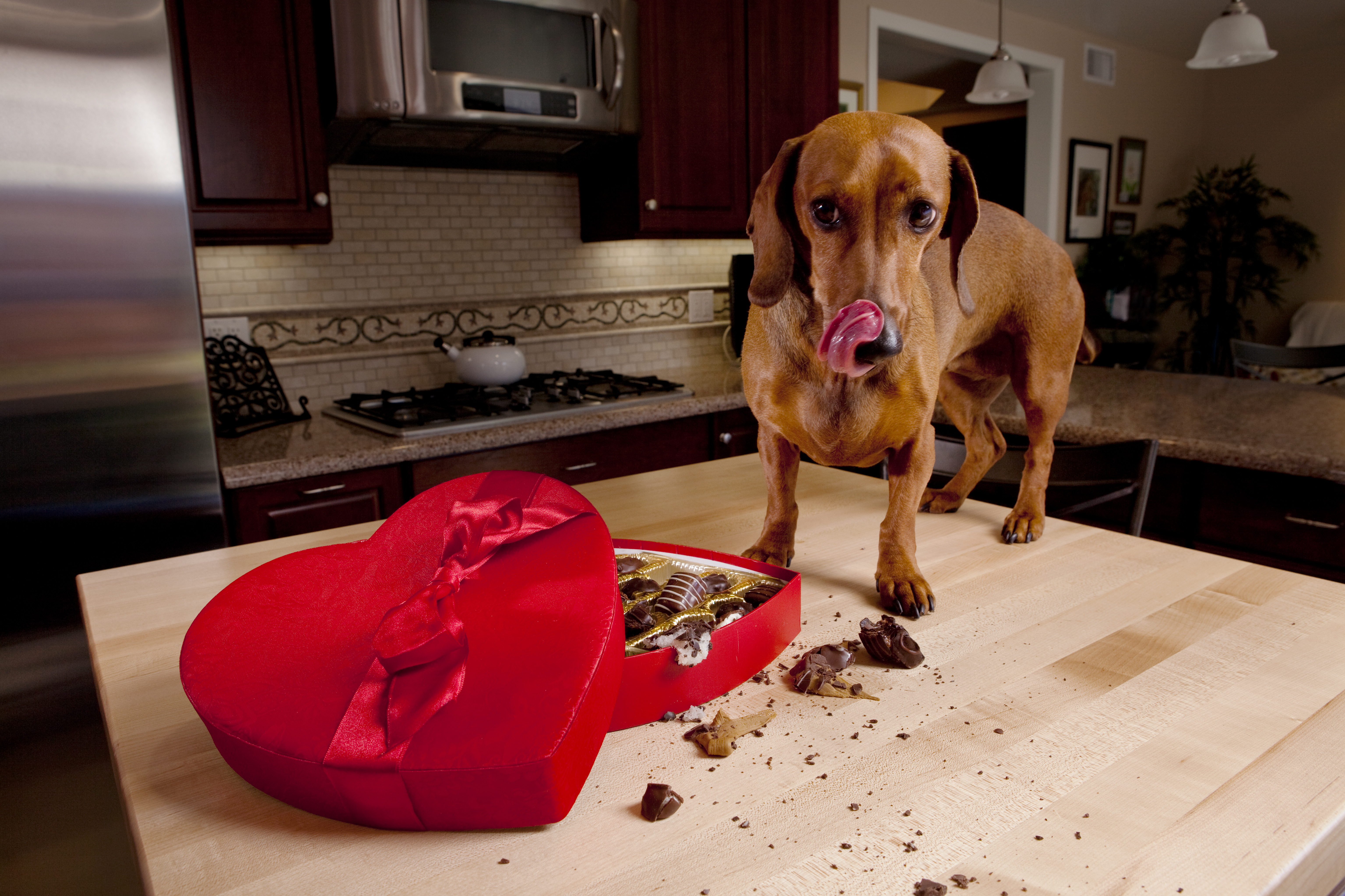 dogs and chocolate toxicity