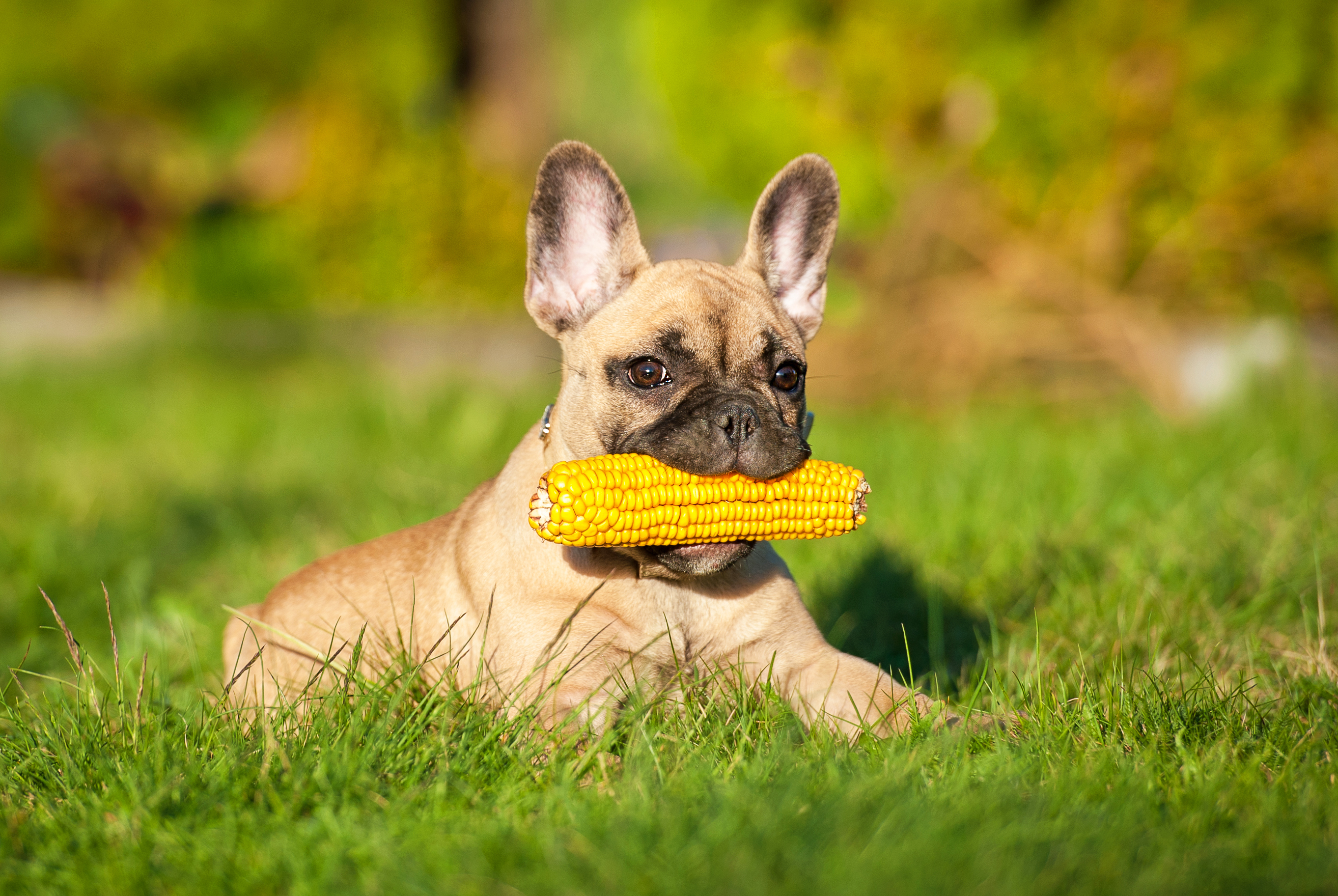 dogs and corn cobs dangers