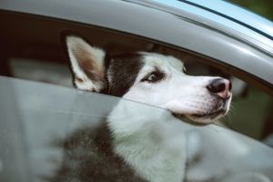 dangers of dogs in hot cars