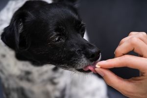meds for dogs with separation anxiety