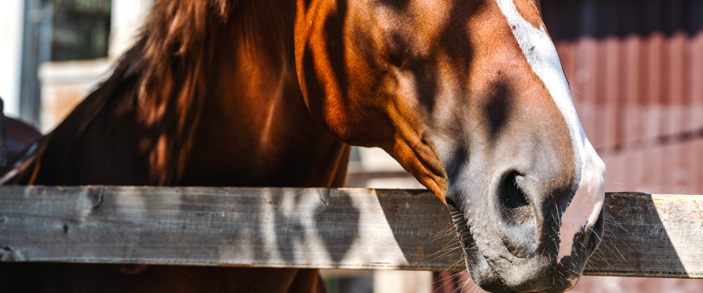 A brown horse stands behind a wooden fence