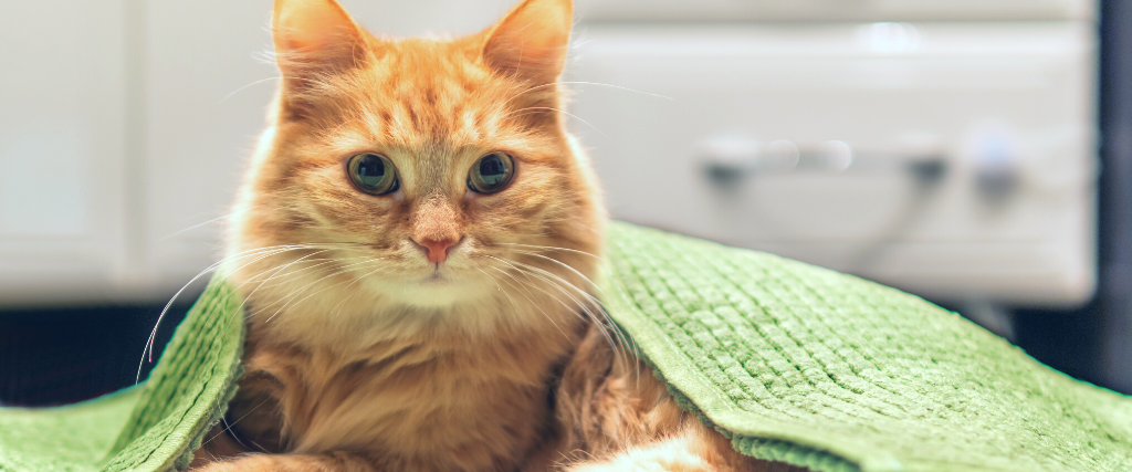 Cute ginger cat lying on bathroom floor, covered with green rug.
