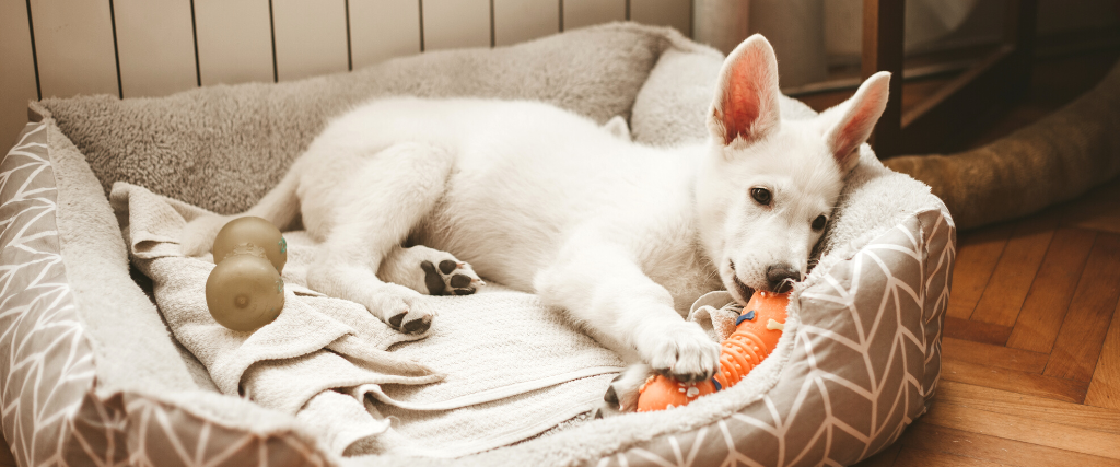 Puppy chewing on a toy.