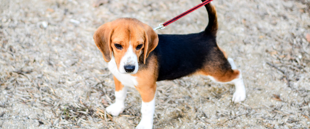 Puppy walking on a leash.