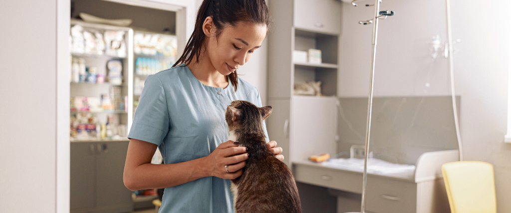 Woman veterinarian cuddles tabby cat at appointment in modern clinic