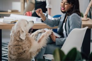 supervise dog closely while in office