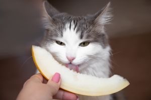 fruits are healthy for cats