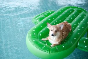 fun cooling off pets in the summer