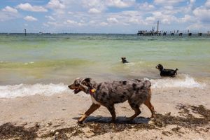 distract dogs with exercise