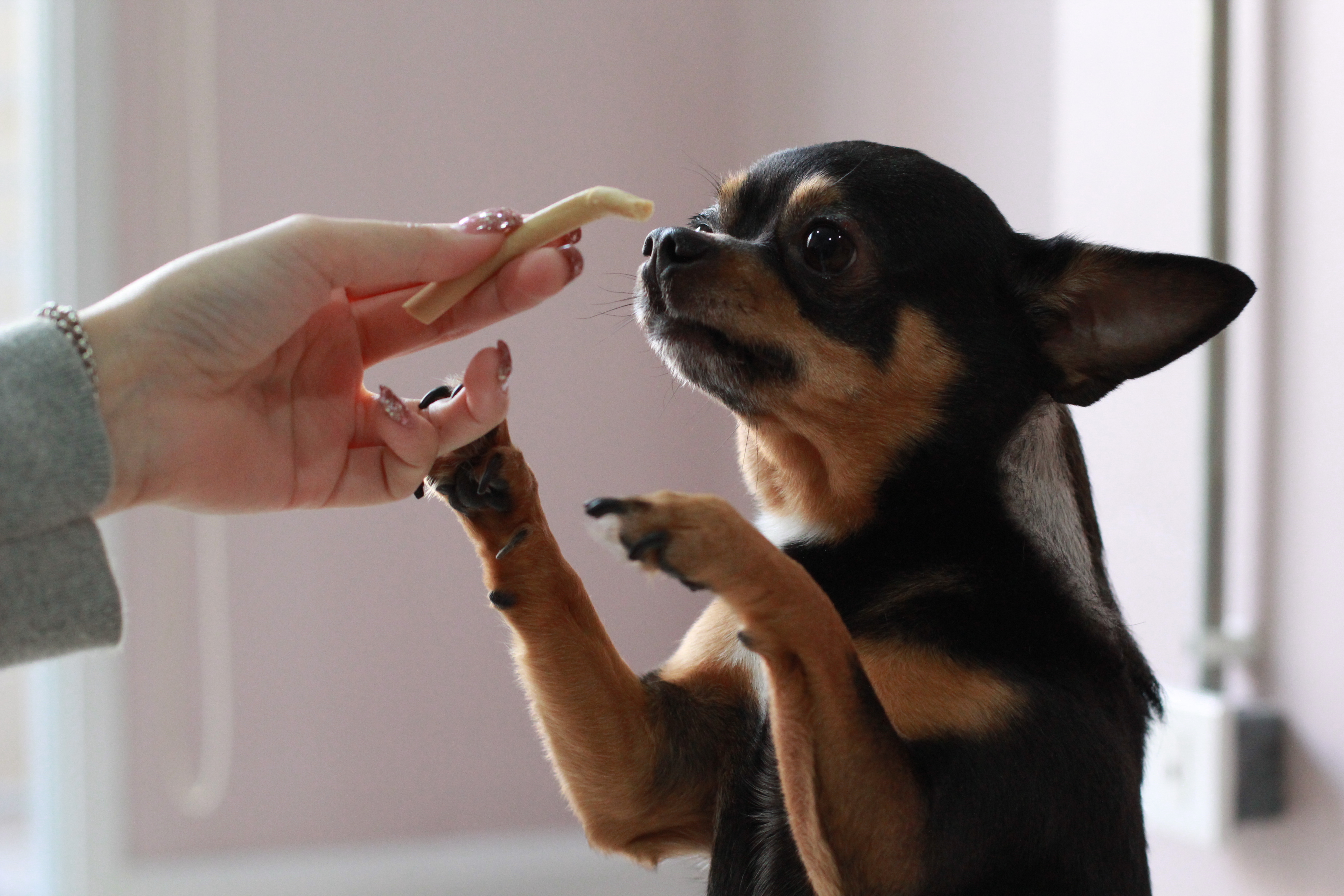 give pet treats sparingly